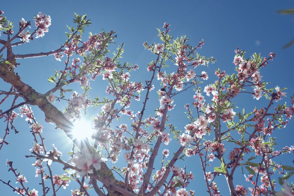 Blooming cherry tree in garden at bright sunlight