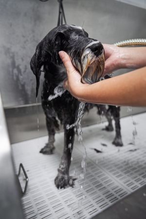 Crop groomer bathing dog at work