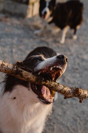 Faceless person having fun with senior Border Collie on road