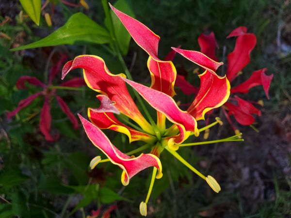 Flame lily