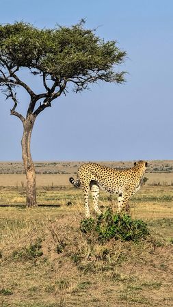 Cheetah standing in the savannah near a tree in Kenya