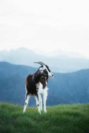 Goat grazing on meadow in Pyrenees mountains