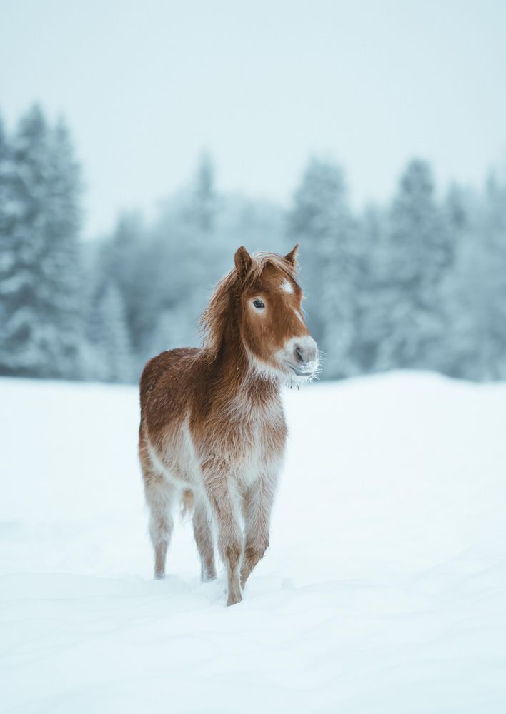 Mustang on snow covered ground
