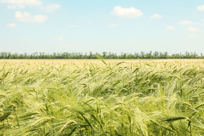 Green barley field against sky, space for text. Agriculture