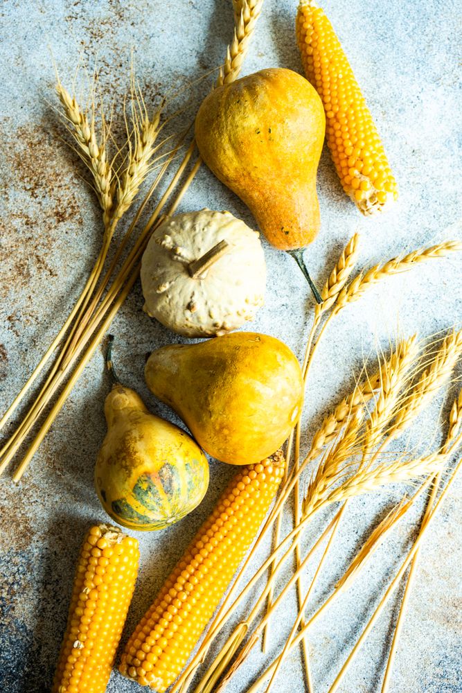 Dried corn and squash with wheat
