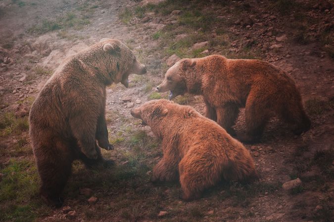 Mother bear playing with bear cubs