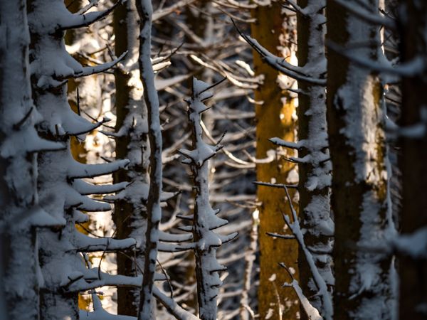 Beautiful snowy forest in the Vosges mountains.
