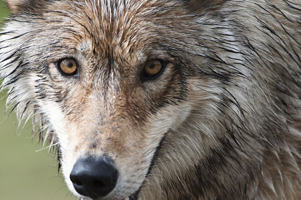 Portrait of a wolf
