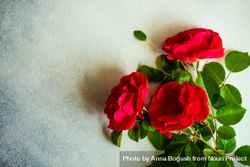 Red roses on marble counter with copy space 48BGkK