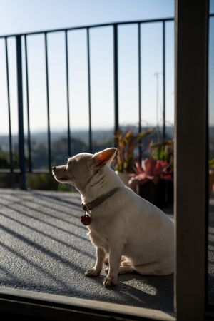 Calm older dog sitting on patio looking out