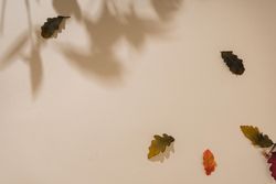 Fall leaves with shadows on sand pastel background