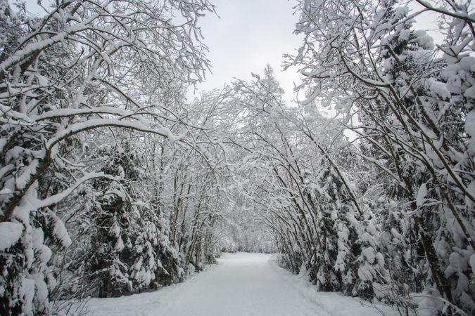 Winter forest landscape with snow