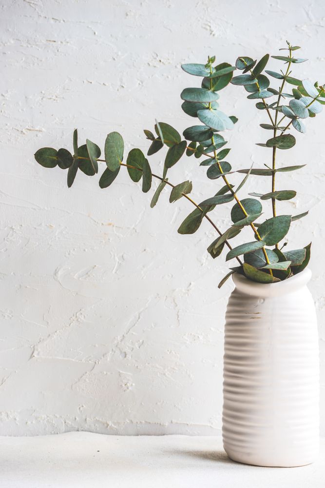 Vase with eucalyptus
