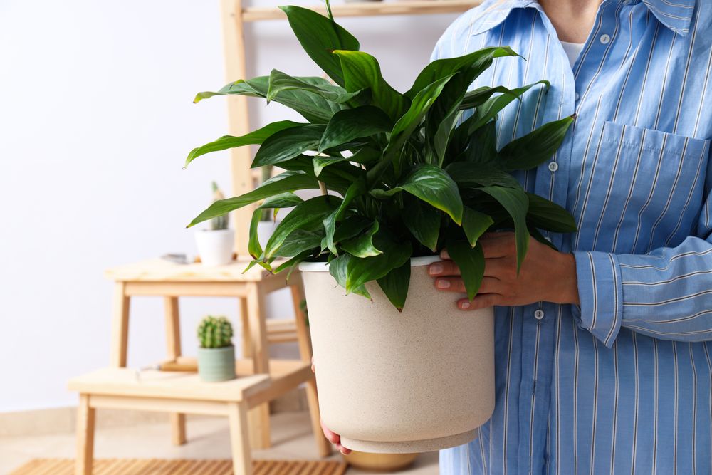 Cozy hobby - growing indoor plants at home