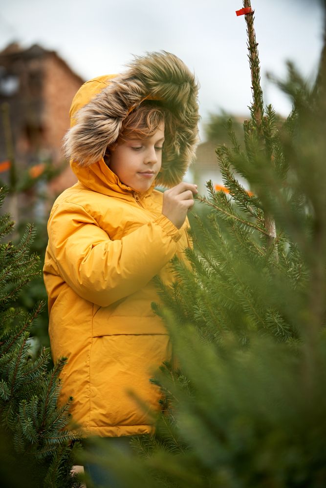 Kid exploring branch of spruce