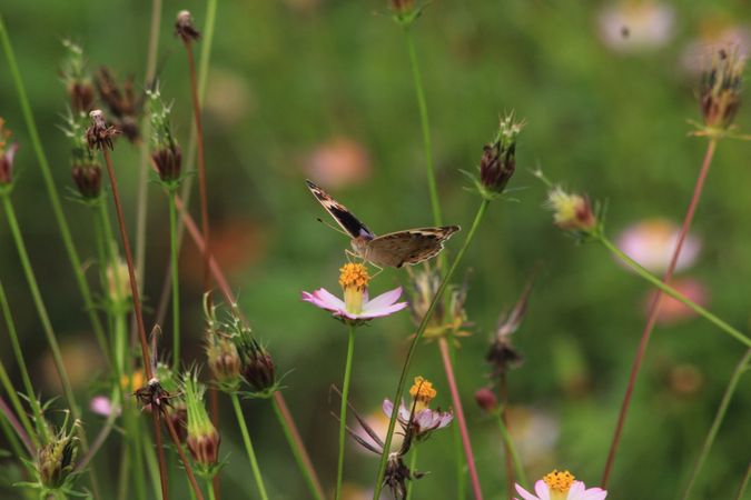 Butterfly With Flower