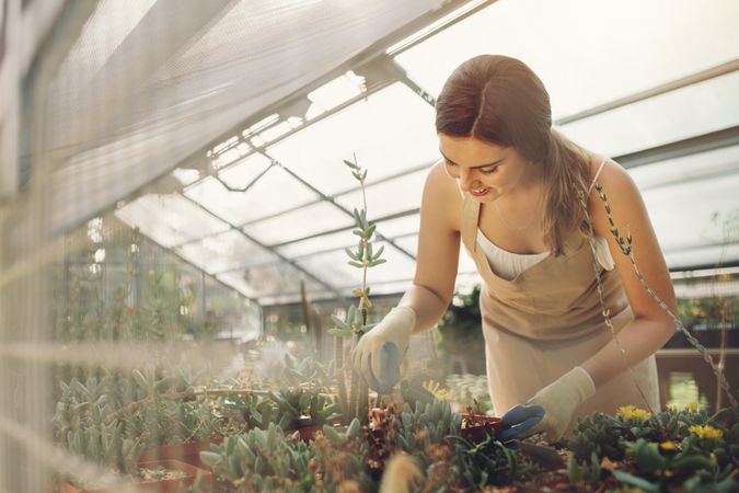 Female gardener taking care of plants in greenhouse