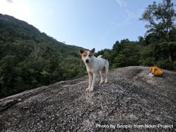 Dog near mountainous landform in Thailand bY76N5