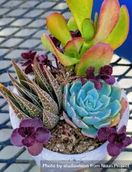 Top view of colorful succulents in a pot on a wire table 4O9dL0