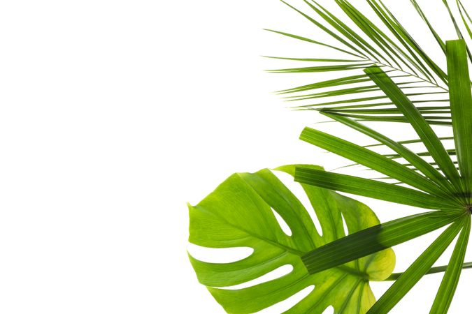 Different leaves of palm isolated on plain background