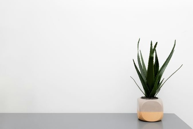 Single Potted Plant on Minimalist Grey Shelf