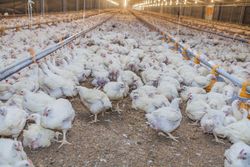 Poultry at chicken farm