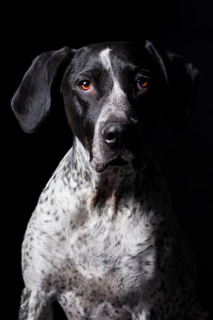Amazing dog staring at camera