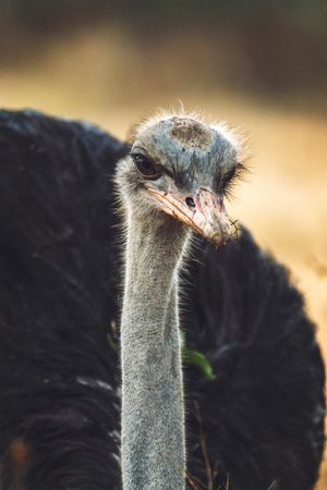 Amazing ostrich in nature