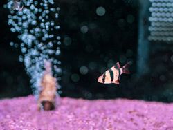 Exotic fish in aquarium