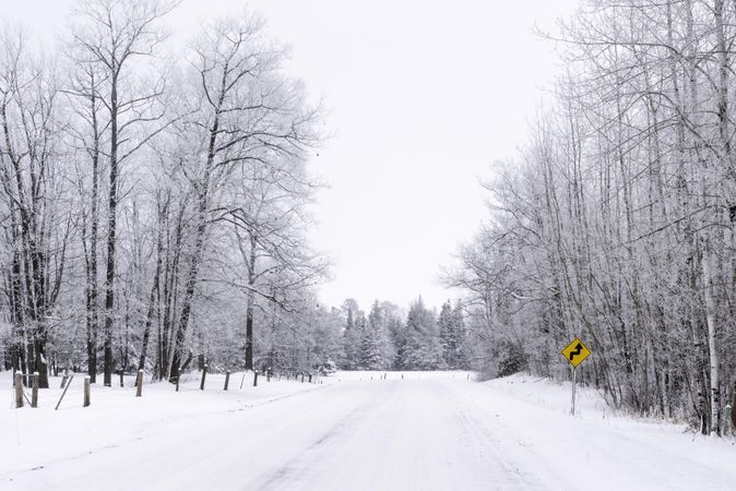 Frosty tree lined road