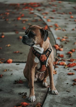 Domestic dog sitting in street