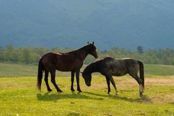 Horses standing in grassy field with mountainous backdrop