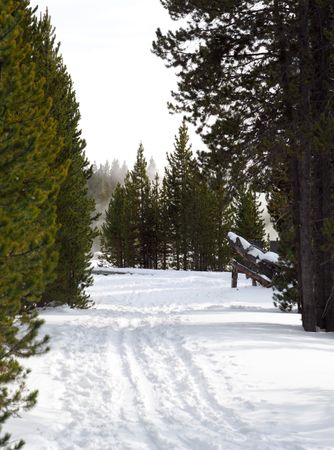 Winter Escape: A Serene Cross-Country Ski Trail Through a Snow-Covered Forest