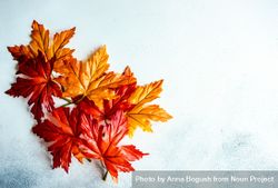 Colorful autumn leaves with copy space 4Z8En0