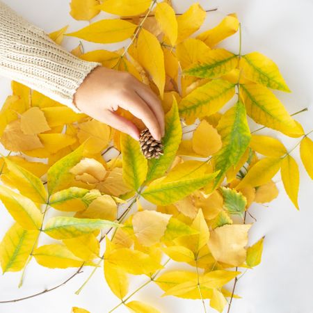 Yellow pile of autumn leaves on a plain background with hand holding green leaves