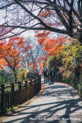 People walking on pathway between trees in Takao mountain near Tokyo, Japan 5lwNV0