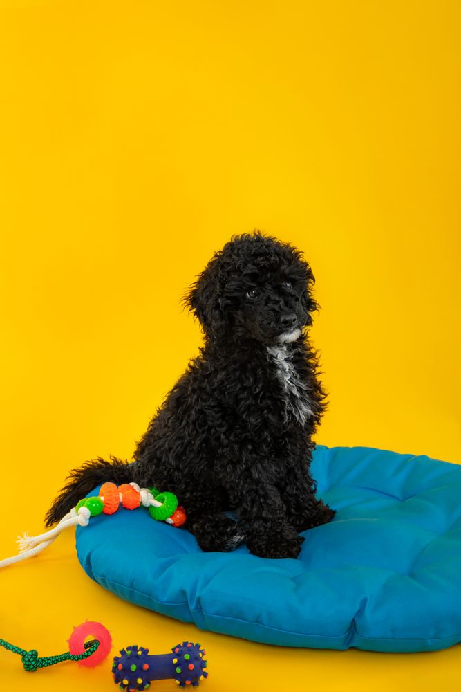 Cute poodle dog sitting tall on blue bed surrounded by toys
