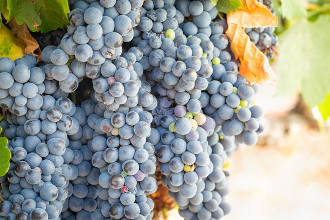 Vineyard with Lush, Ripe Wine Grapes on the Vine Ready for Harvest
