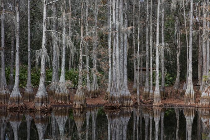 Tall gray trees in cypress swamp in Tallahassee, Florida