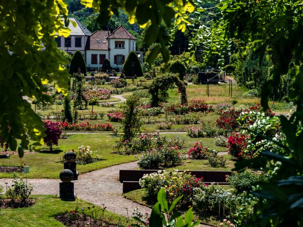 Rose garden in Saverne. Museum of Flowers.