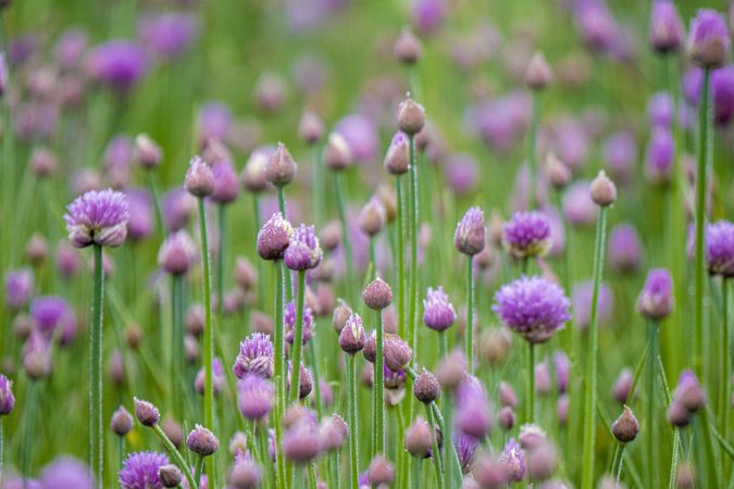 Copake, New York - May 19, 2022: Field of purple flowers among tall grass