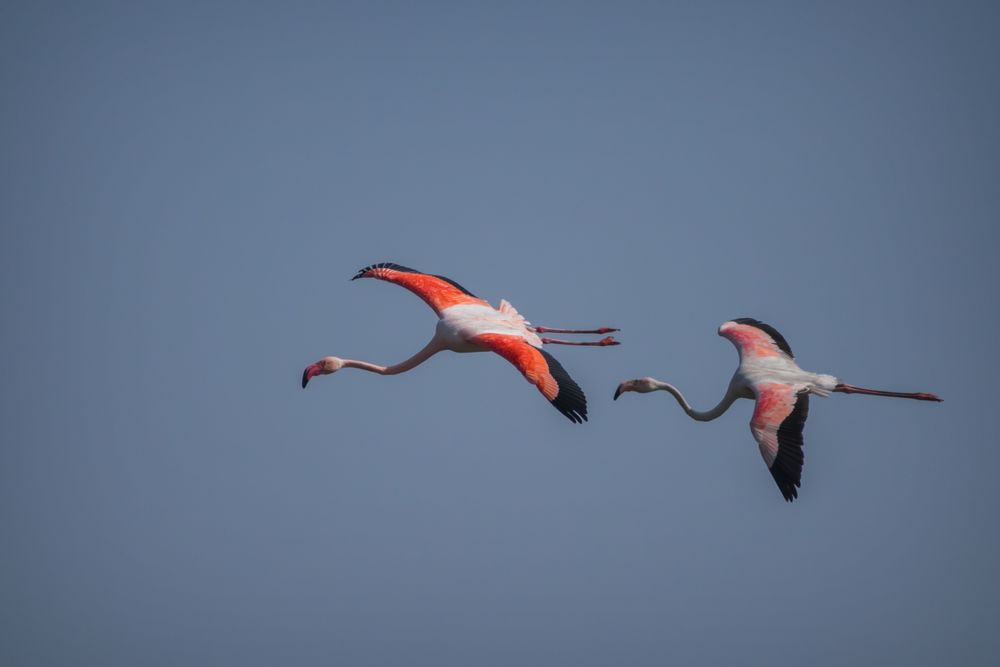 Two greater flamingos flying high in the blue sky at Thol Bird Sanctuary in Gujarat, India