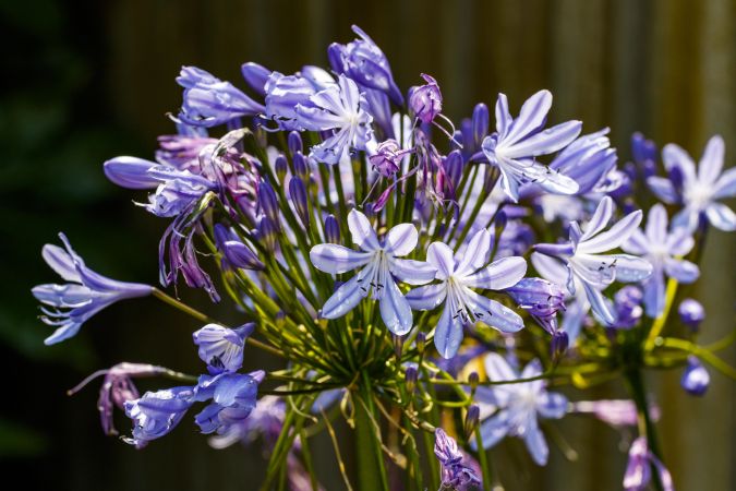 Blue lily of the nile flowers growing in the sun