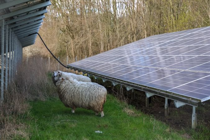 Sheep grazing near solar panels in a sustainable farm