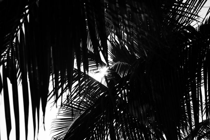 Dark palms with bright sky peaking through