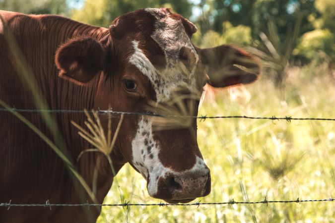 Brown cow on field behind fence