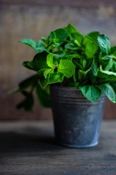 Fresh mint in metal pot
