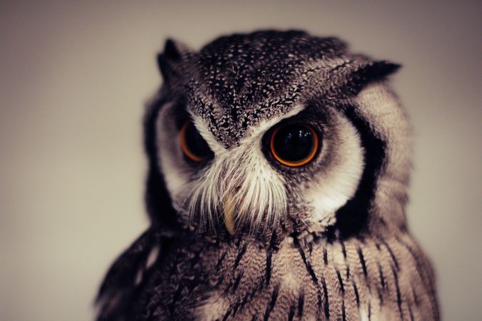 Owl