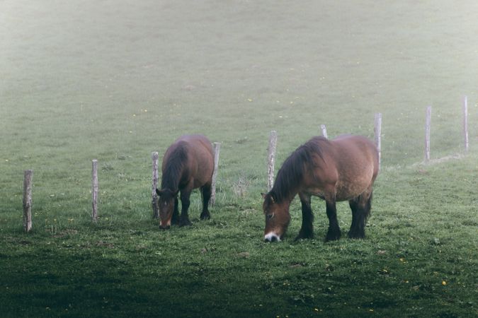 Chestnut horses standing in countryside