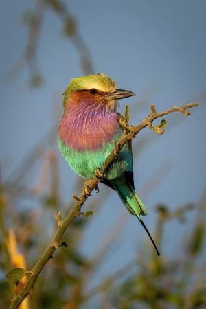 Lilac-breasted roller on diagonal branch turns head